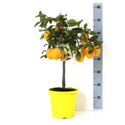 CITRUS MEYERII LIMONE MEYER V 20