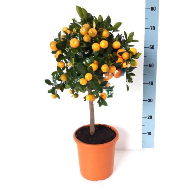 CITRUS MITIS CALAMONDIN V 20