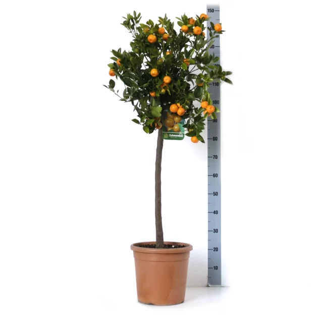 CITRUS MITIS CALAMONDIN V 28