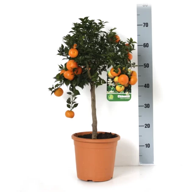 CITRUS MYRTIFOLIA CHINOTTO V20