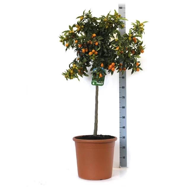 FORTUNELLA MARGARITA KUMQUAT V 35