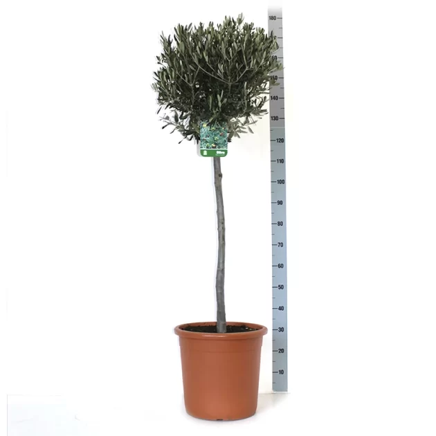 OLEA EUROPAEA OLIVO V 35