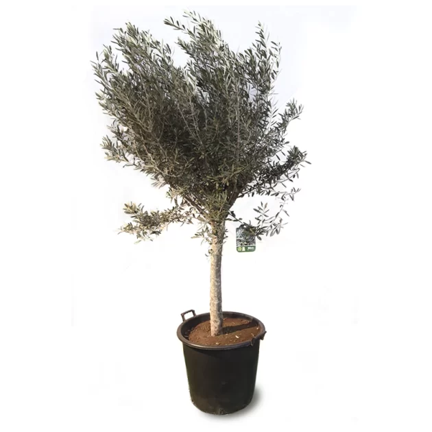 OLEA EUROPAEA OLIVO 60